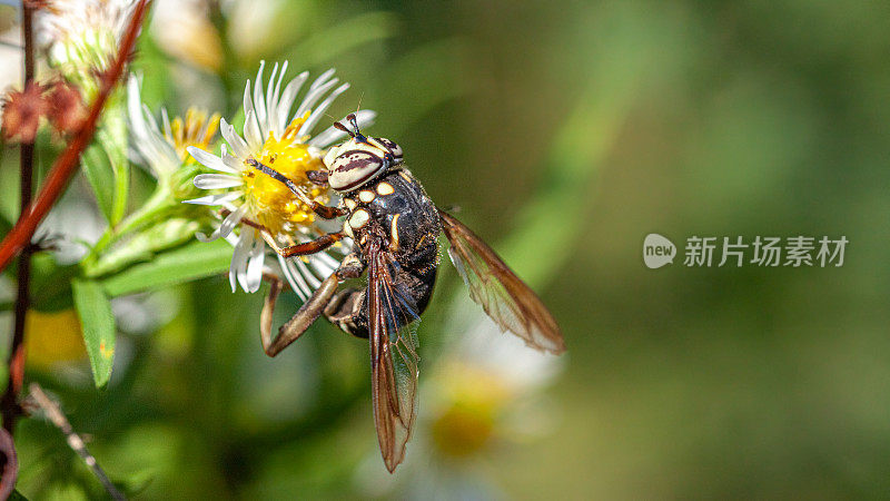 Syrphe， (Spilomyia fusca)，秃脸大黄蜂。